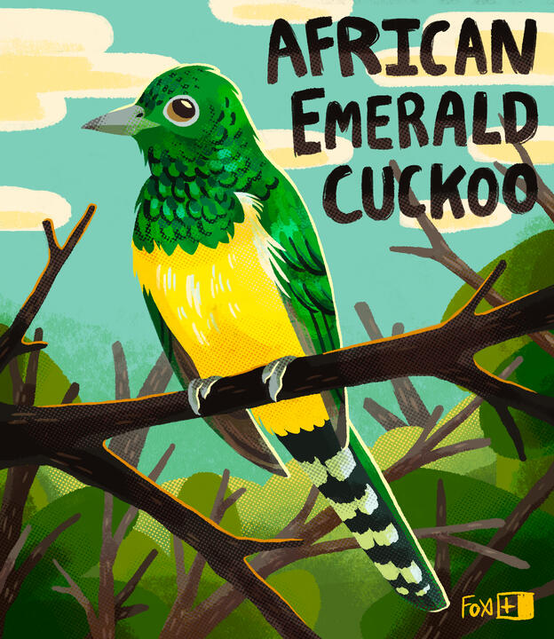 Day 17 : African Emerald Cuckoo