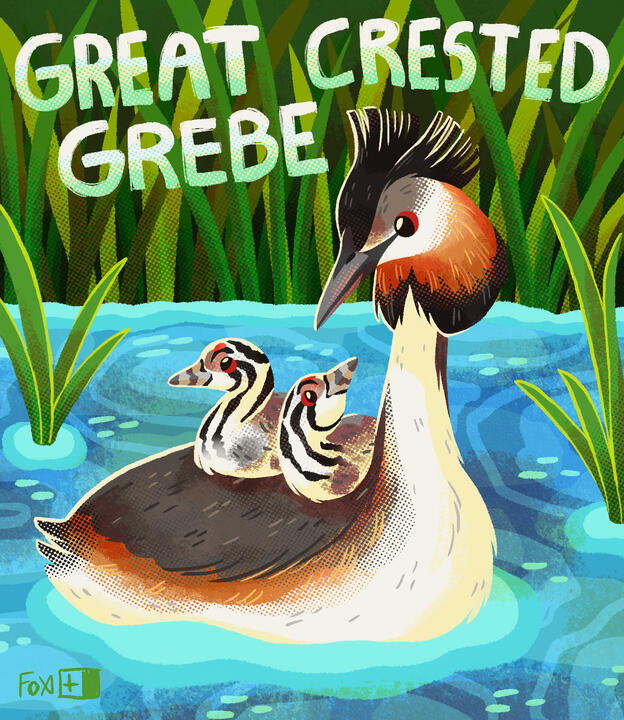 Day 18 : Great Crested Grebe