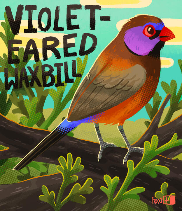 Day 19 : Violet-eared Waxbill