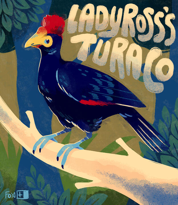 Day 1 : Ladyross's Turaco