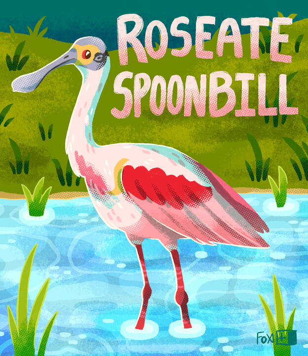 Day 27 : Roseate Spoonbill