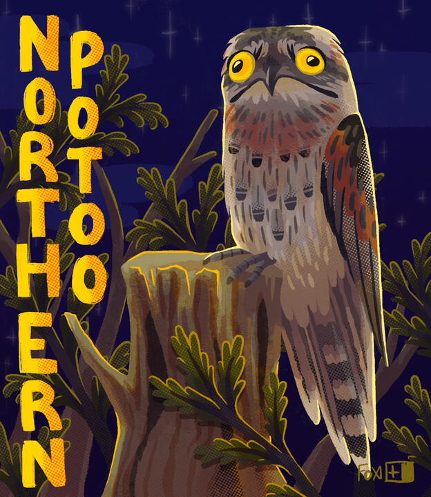 Day 8 : Northern Potoo