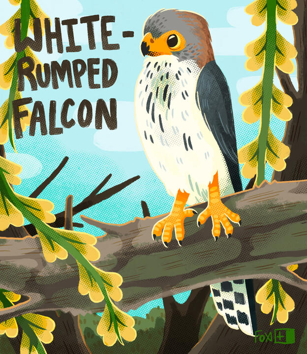Day 12 : White-rumped Falcon