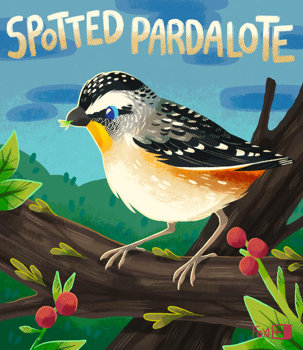 Day 31 : Spotted Pardalote