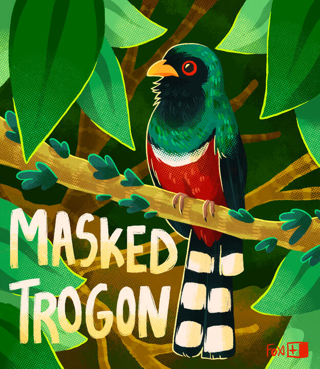 Day 15 : Masked Trogon