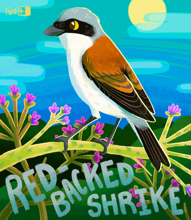 Day 21 : Red-backed Shrike