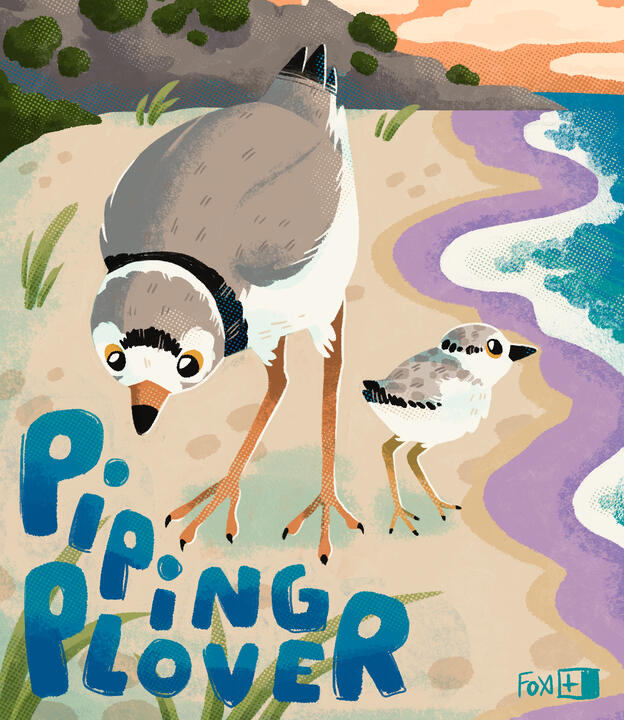 Day 2 : Piping Plover