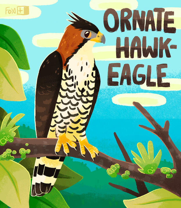 Day 25 : Ornate Hawk-Eagle