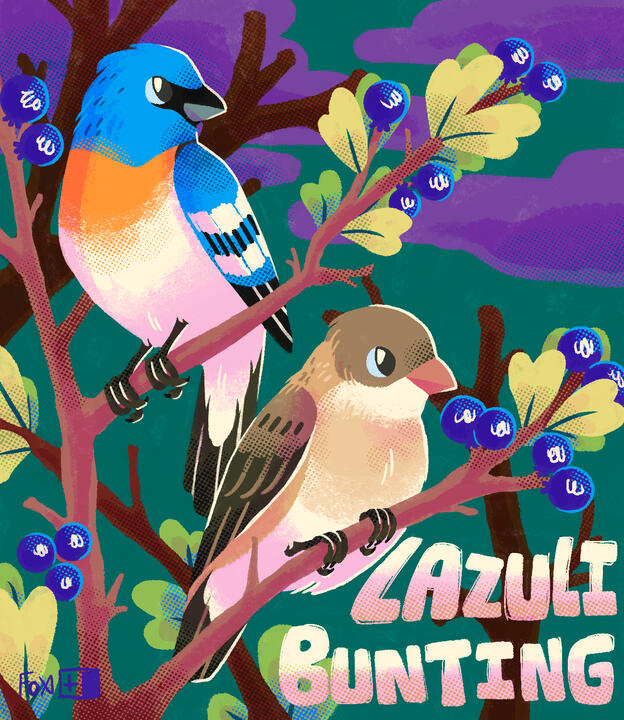 Day 3 : Lazuli Bunting