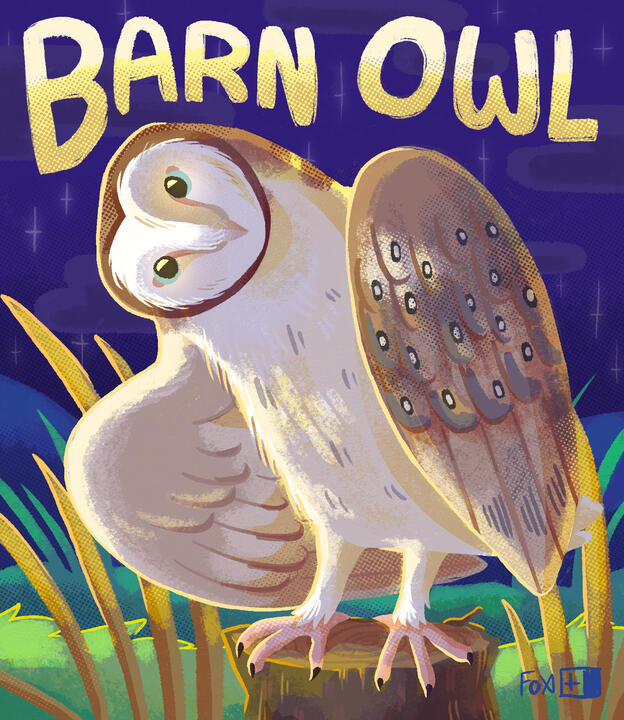Day 14 : Barn Owl