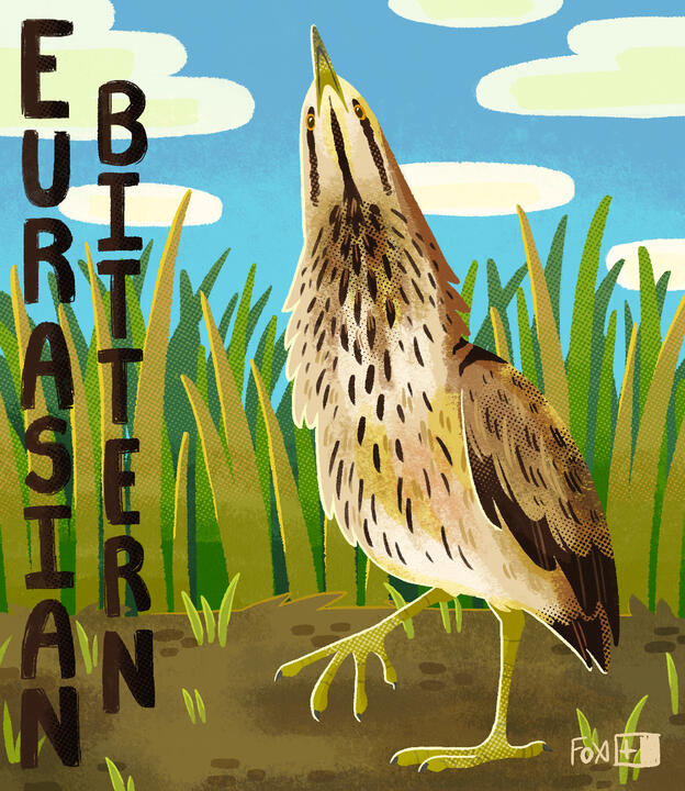 Day 28 : Eurasian Bittern