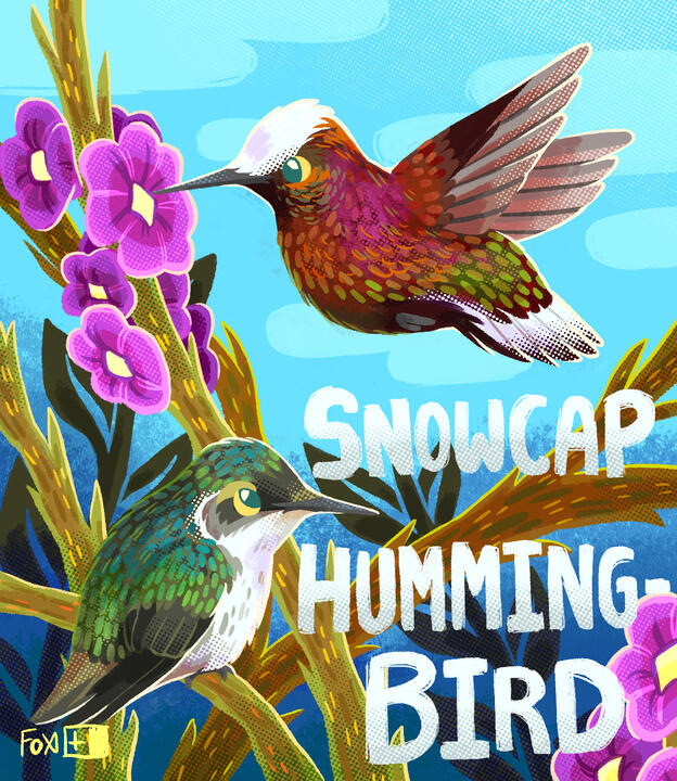 Day 10 : Snowcap Hummingbird