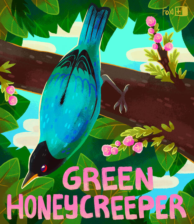 Day 26 : Green Honeycreeper