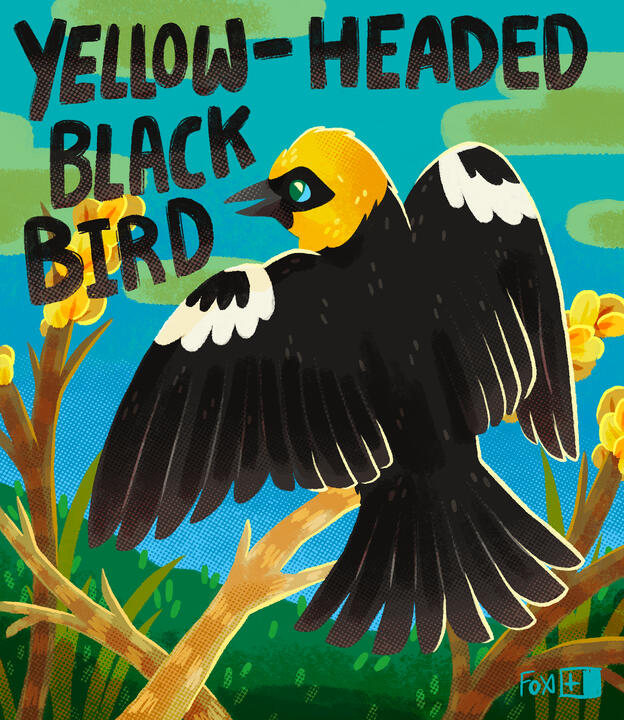 Day 23 : Yellow-headed Black Bird