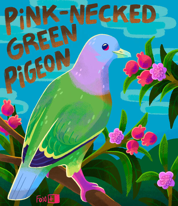 Day 24 : Pink-necked Green Pigeon