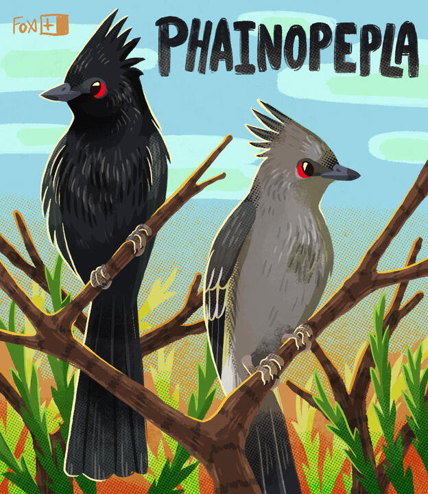 Day 13 : Phainopepla