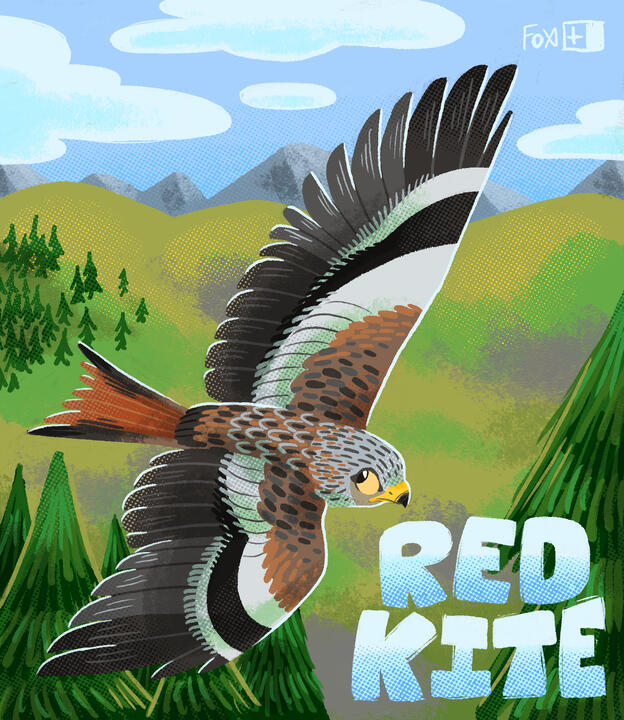 Day 4 : Red Kite