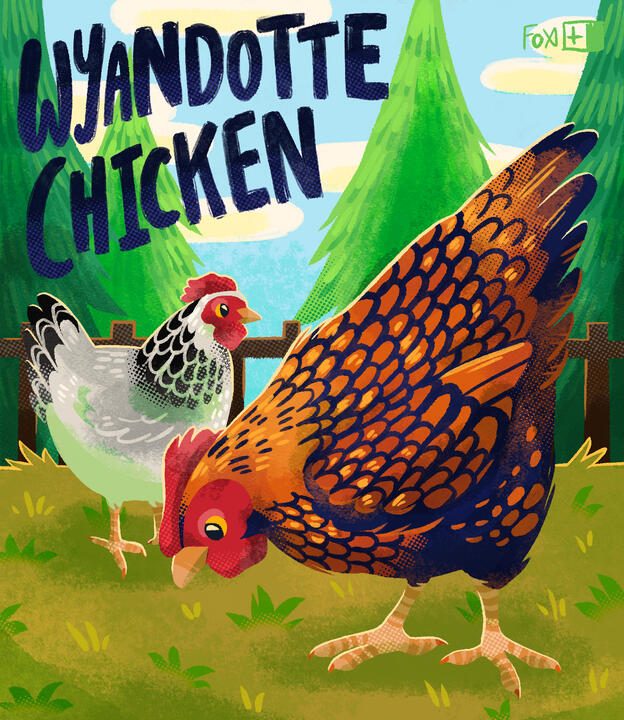 Day 16 : Wyandotte Chicken