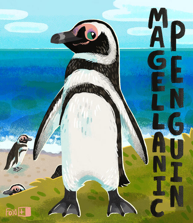 Day 9 : Magellanic Penguin