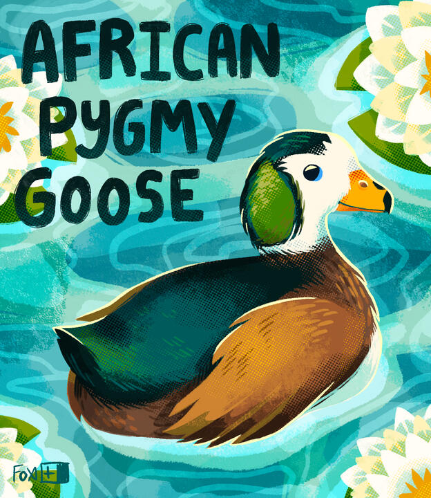 Day 11 : African Pygmy Goose