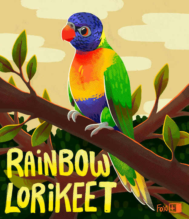 Day 7 : Rainbow Lorikeet