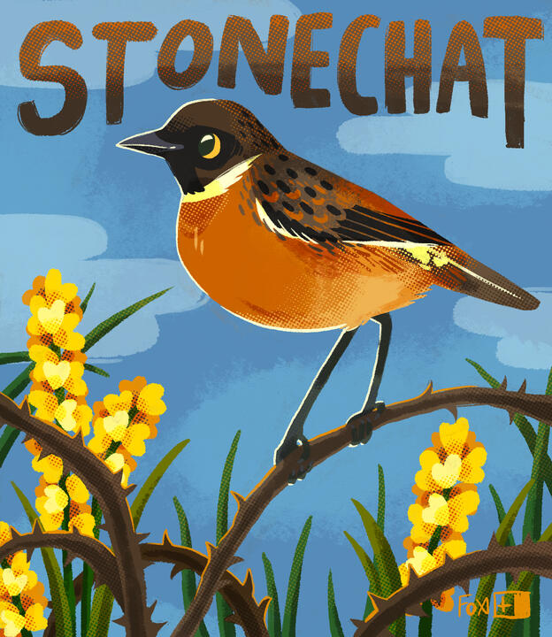 Day 6 : Stonechat