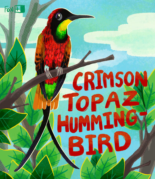 Day 5 : Crimson Topaz Hummingbird