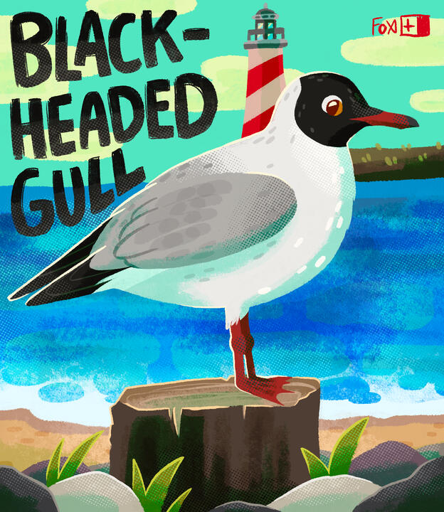 Day 30 : Black-headed Gull