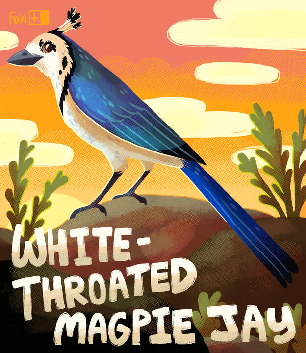 Day 20 : White-throated Magpie Jay
