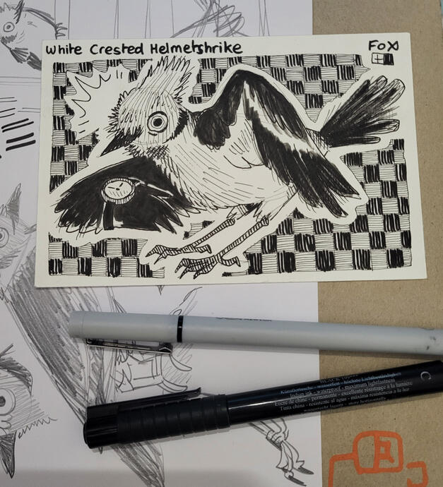 Day 9 : White Crested Helmetshrike