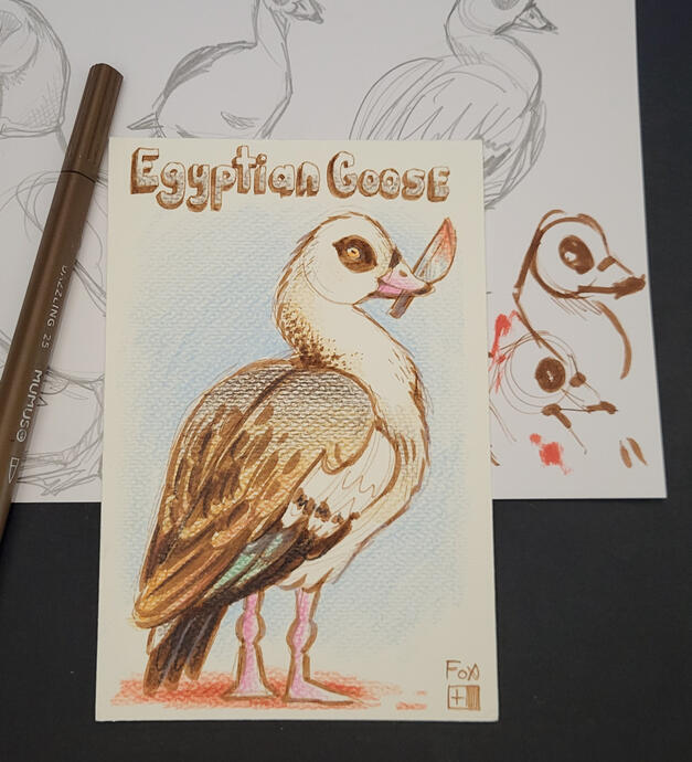 Day 14 : Egyptian Goose