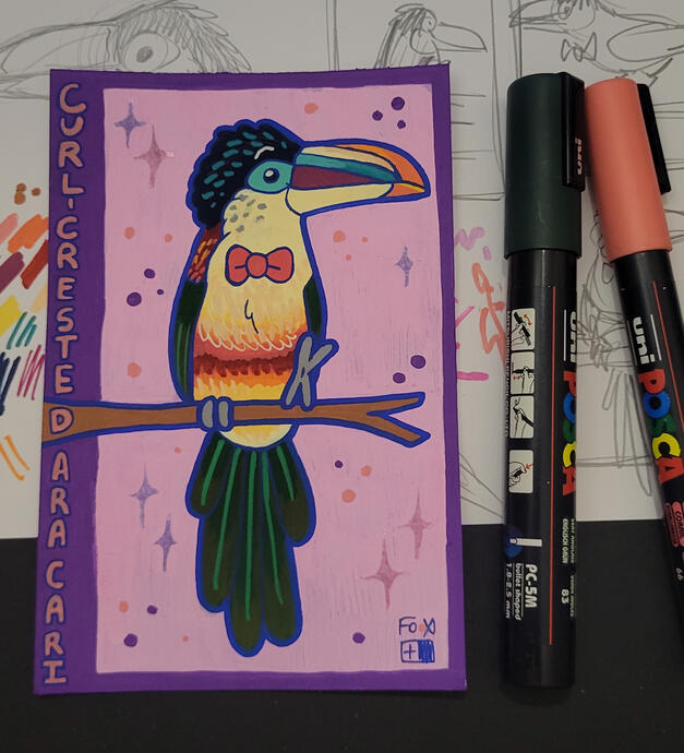 Day 10 : Curl-crested Aracari