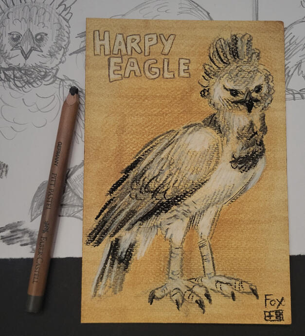 Day 30 : Harpy Eagle