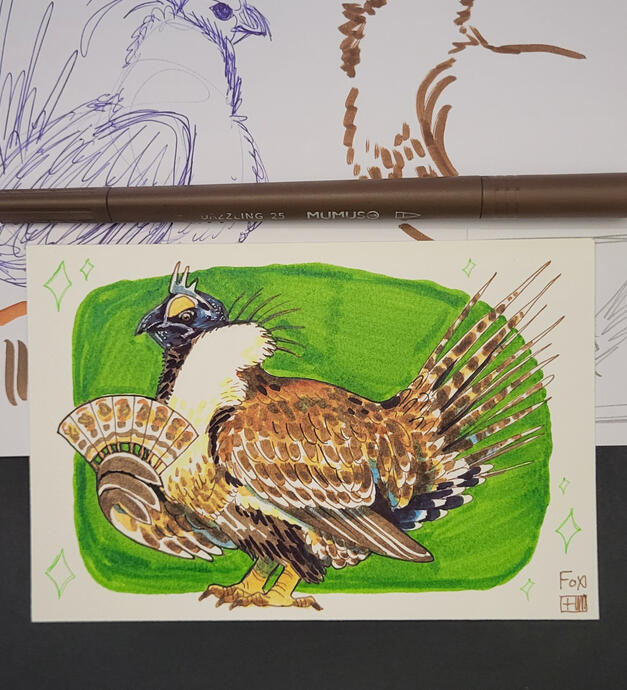 Day 23 : California Sage Grouse