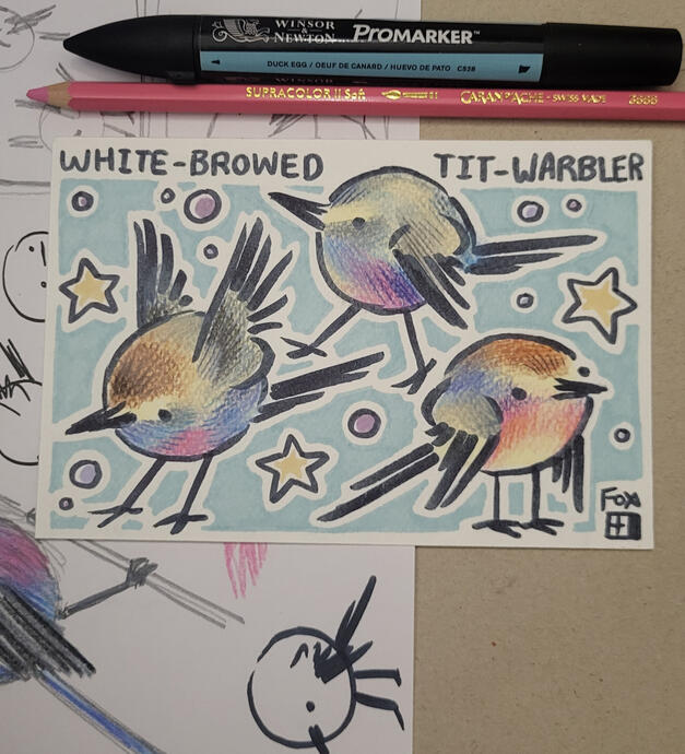 Day 31 : White-browed Tit-warbler