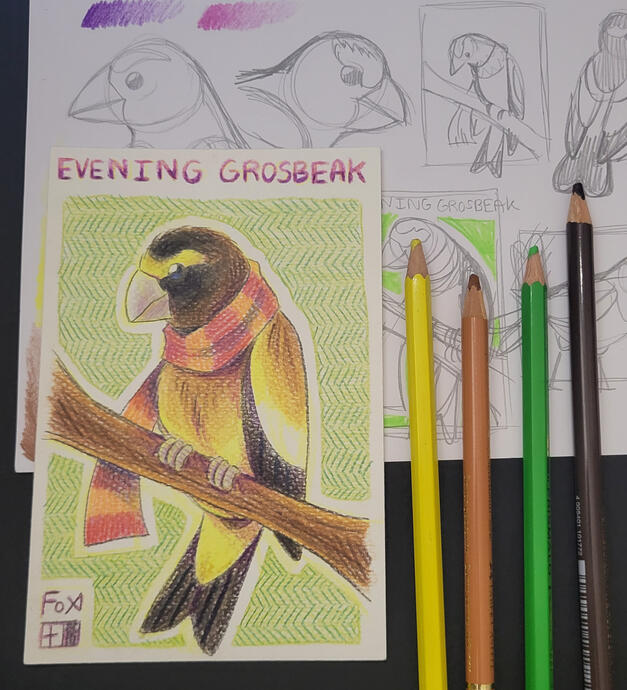 Day 2 : Evening Grosbeak