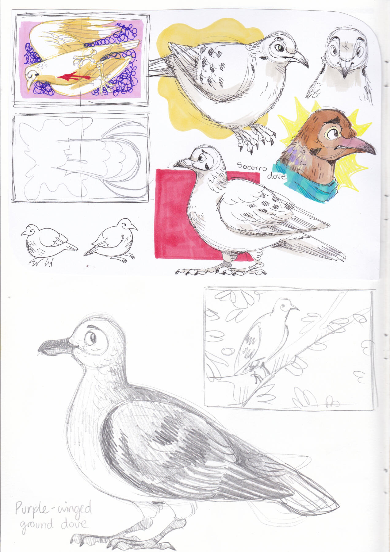 PAGE 10 (Socorro Dove and Purple-winged Ground Dove concepts)