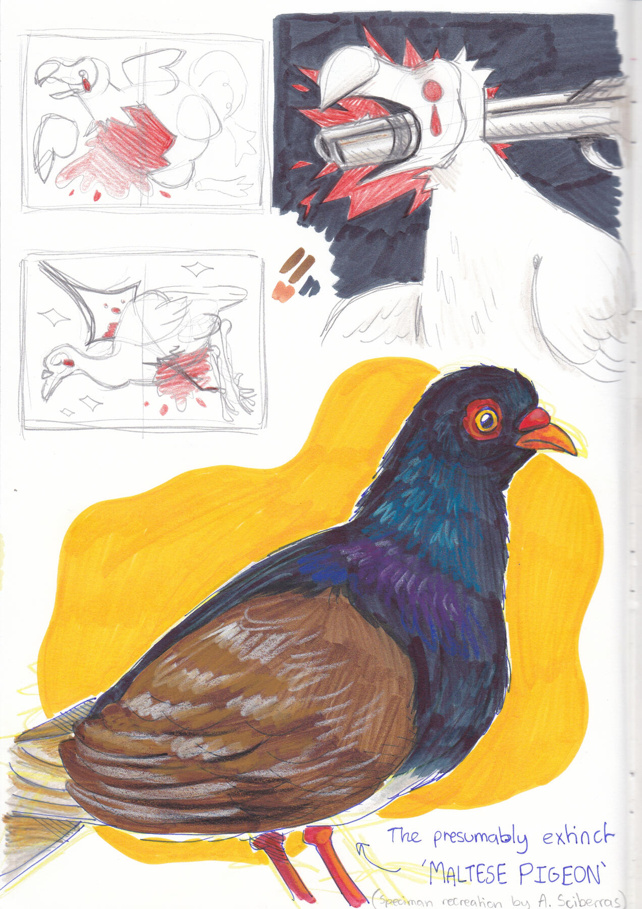 PAGE 8 (Concepts and Maltese Pigeon)