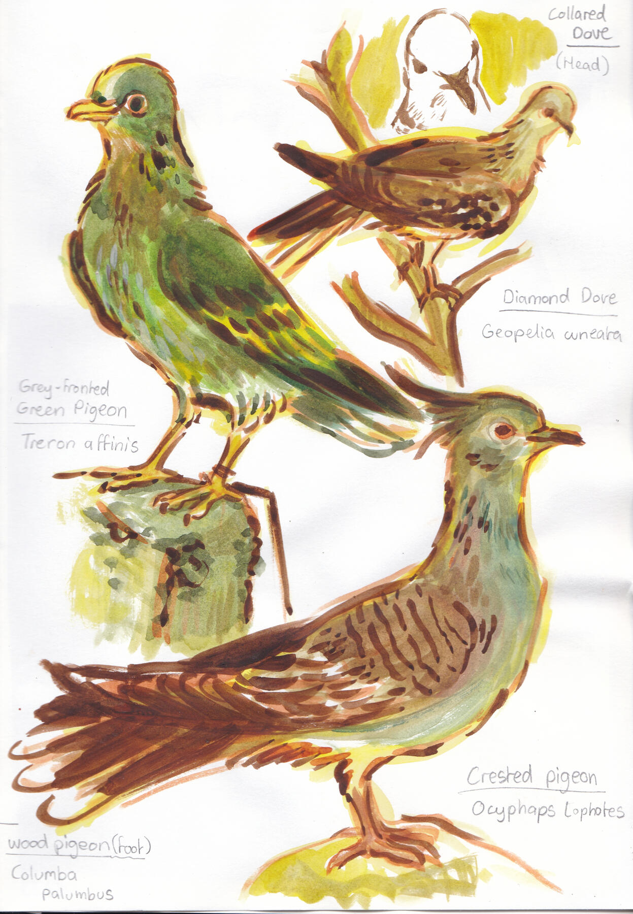 PAGE 13 (NHM Pigeon Studies - Pg2)