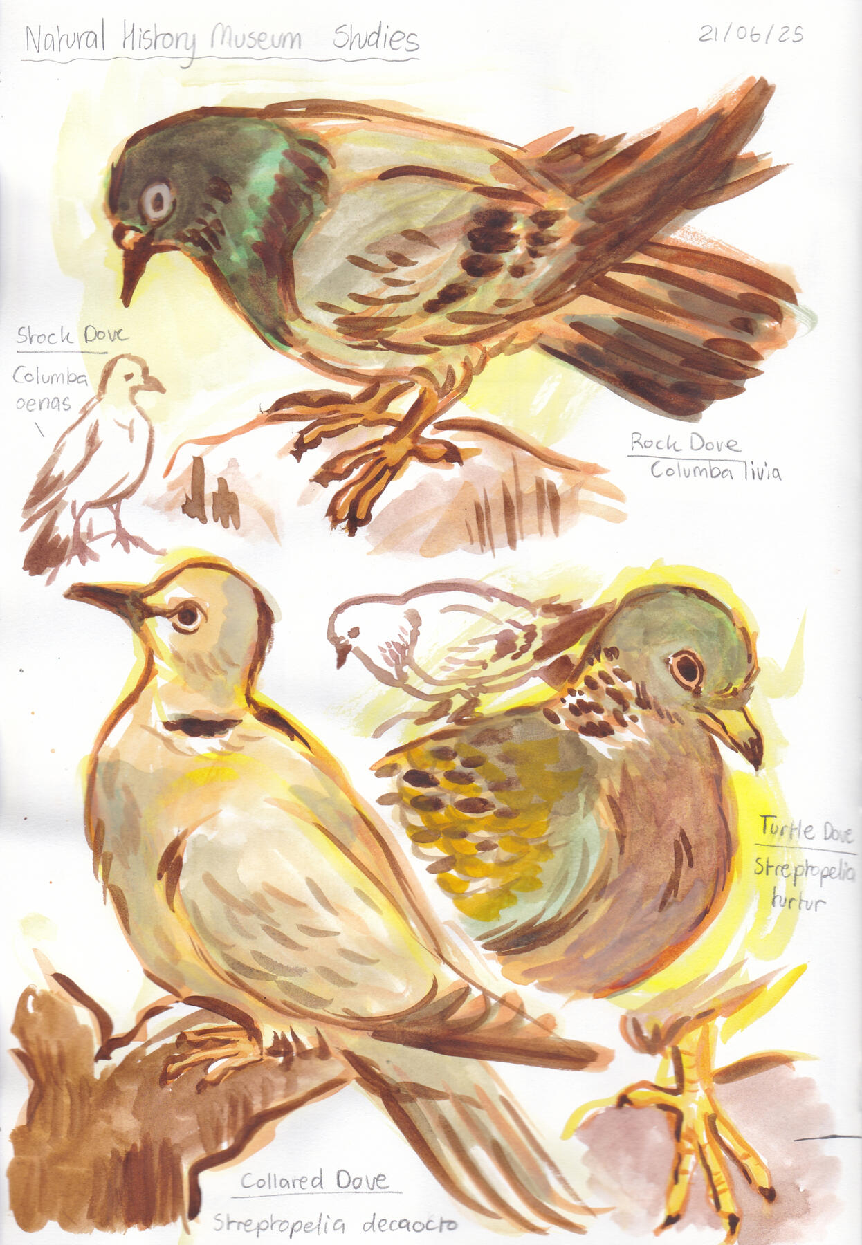 PAGE 12 (NHM Pigeon Studies - Pg1)